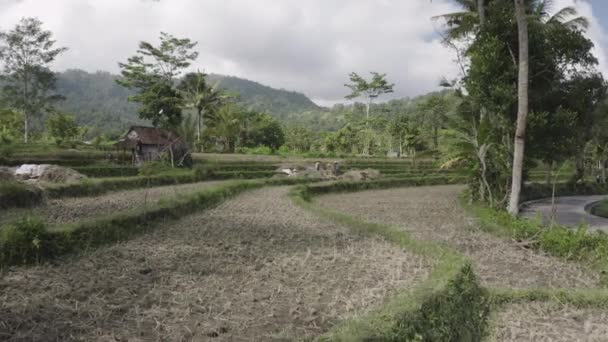 Women Harvesting Rice Bali Indonesia Wide Shot — Vídeo de stock