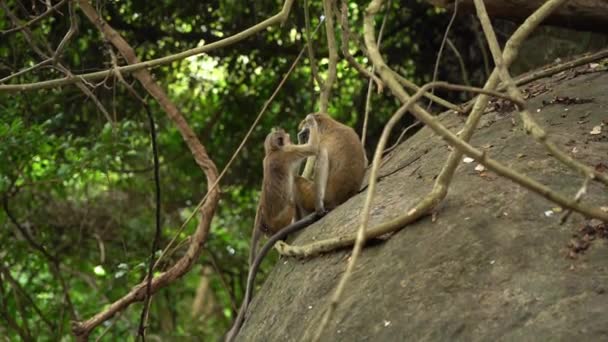 Grey Monkey Grooming Mate Monkeys Fight Play Forest Two Monkeys — ストック動画