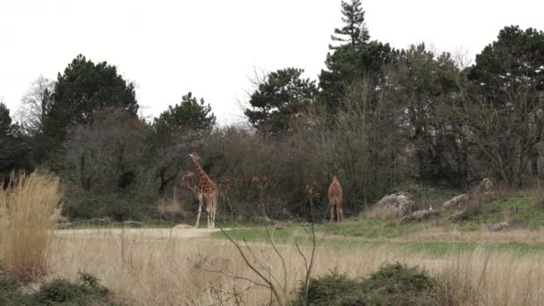 Giraffes Park City Zoo Eating Dry Grass Tree Leaves — стоковое видео