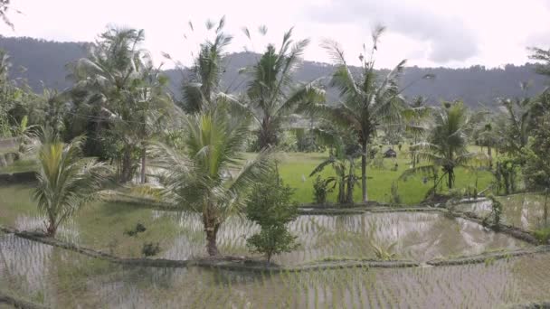 Rice Fields Terraces Bali Indonesia — Vídeo de stock