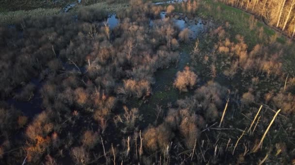 Dead Trees Wetlands Belgium Aerial Drone View — стоковое видео