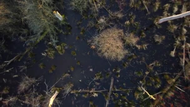 枯れ木と湿った湿地 空中上下の上昇ビュー — ストック動画