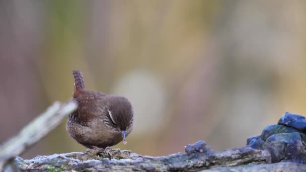 Großaufnahme Des Zaunkönigs Troglodytes Troglodytes Auf Nahrungssuche Einem Aststamm — Stockvideo