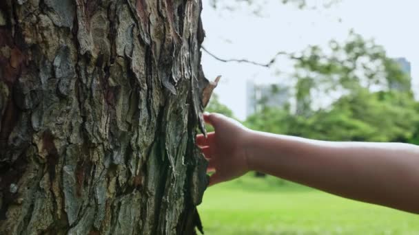 Mão Feminina Tocando Tronco Árvore Casca Floresta Cuidando Natureza Meio — Vídeo de Stock