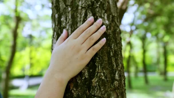 Kvinnlig Hand Som Vidrör Barkstam Skogen Rädda Jordens Gröna Planet — Stockvideo