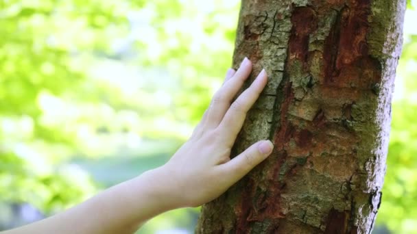 Γυναικείο Χέρι Αγγίζει Κορμό Δέντρου Στο Δάσος Σώστε Την Αειφορία — Αρχείο Βίντεο