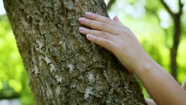 Γυναικείο Χέρι Αγγίζει Κορμό Δέντρου Στο Δάσος Σώστε Την Αειφορία — Αρχείο Βίντεο