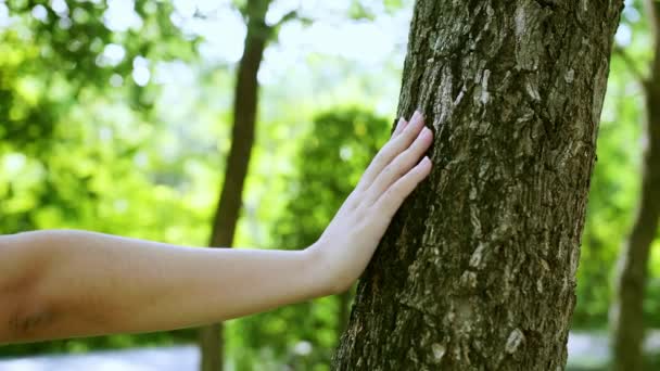 Kvinnlig Hand Som Vidrör Barkstam Skogen Rädda Jordens Gröna Planet — Stockvideo