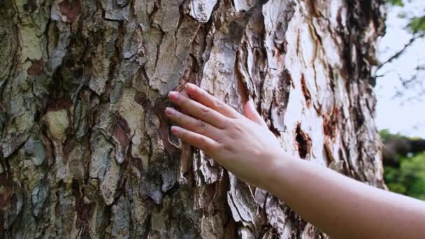 Female Hand Touching Bark Tree Trunk Forest Caring Nature Environment — Vídeo de Stock