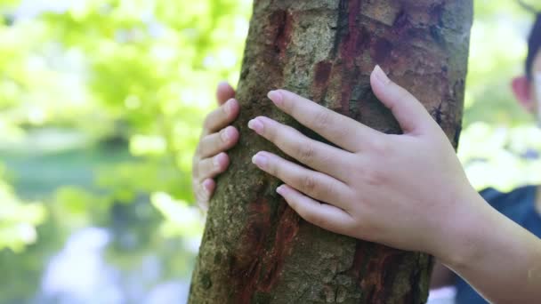 Female Hand Hugging Touching Bark Tree Trunk Forest Caring Nature — Vídeo de Stock