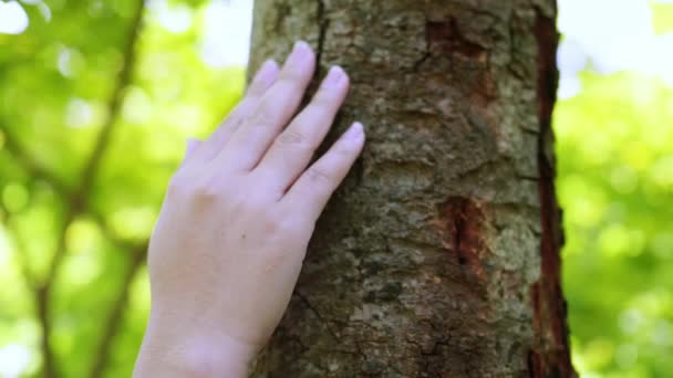 Female Hand Touching Bark Tree Trunk Forest Earth Green Planet — Vídeo de Stock