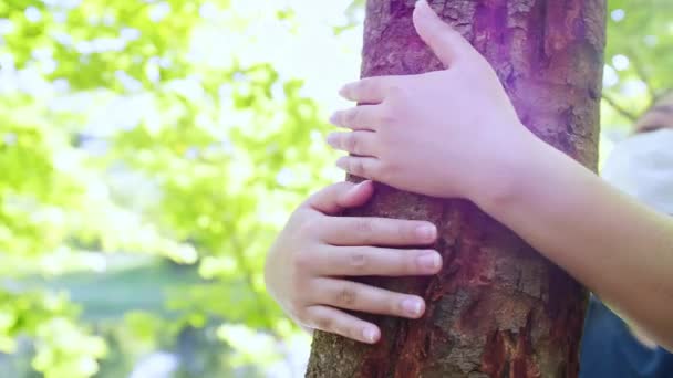 Female Hand Hugging Touching Bark Tree Trunk Forest Caring Nature — Vídeo de Stock