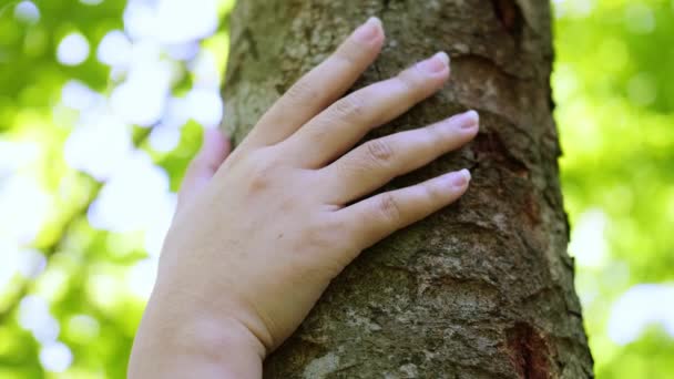 Kvinnlig Hand Som Vidrör Barkstam Skogen Rädda Jordens Gröna Planet — Stockvideo