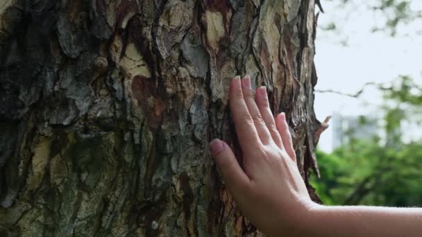 Γυναικείο Χέρι Που Αγγίζει Κορμό Από Φλοιό Δέντρου Στο Δάσος — Αρχείο Βίντεο