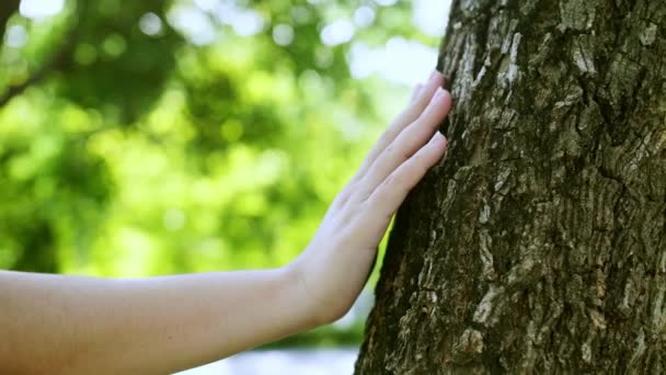 森の中で樹皮の木の幹に触れる女性の手 地球の緑の惑星の持続可能性を スローモーション — ストック動画