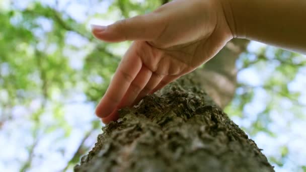 Main Femme Touchant Tronc Écorce Dans Forêt Sauvez Planète Verte — Video