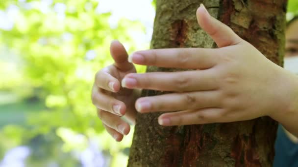 Female Hand Hugging Touching Bark Tree Trunk Forest Caring Nature — Stock Video