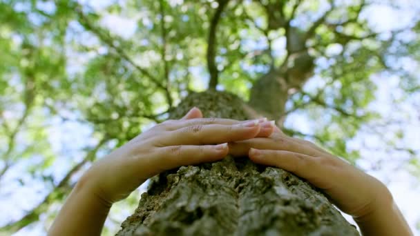 雌性手抱着树皮 在森林里摸着树干 关心自然和环境 拯救地球绿色地球的可持续性 慢动作 — 图库视频影像