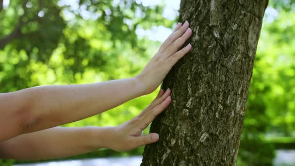 Female Hand Touching Bark Tree Trunk Forest Earth Green Planet — Stock Video