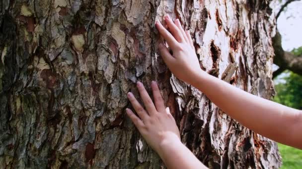 Female Hand Touching Bark Tree Trunk Forest Caring Nature Environment — Vídeo de Stock