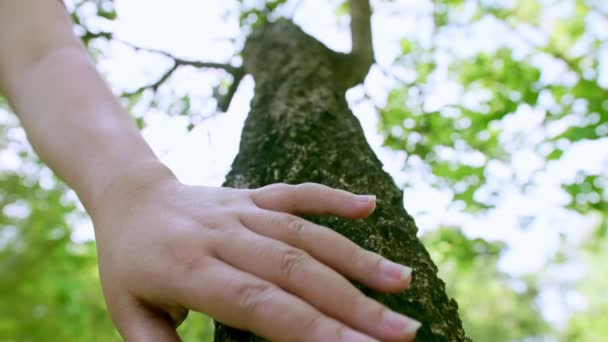 雌手在森林里摸树皮树干 拯救地球绿色地球的可持续性 慢动作 — 图库视频影像