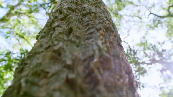 Femme Étreignant Touchant Tronc Écorce Dans Forêt Souciant Nature Environnement — Video