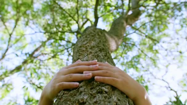 Female Hand Hugging Touching Bark Tree Trunk Forest Caring Nature — Vídeo de Stock