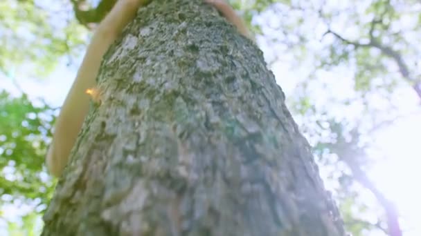 Mão Feminina Abraçando Tocando Tronco Árvore Latido Floresta Cuidando Natureza — Vídeo de Stock