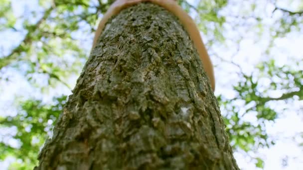 Női Kéz Átölel Megérint Egy Fakéreg Törzsét Erdőben Törődve Természettel — Stock videók