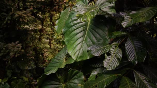 Duże Liście Roślin Kształcie Serca Środowisk Tropikalnych — Wideo stockowe