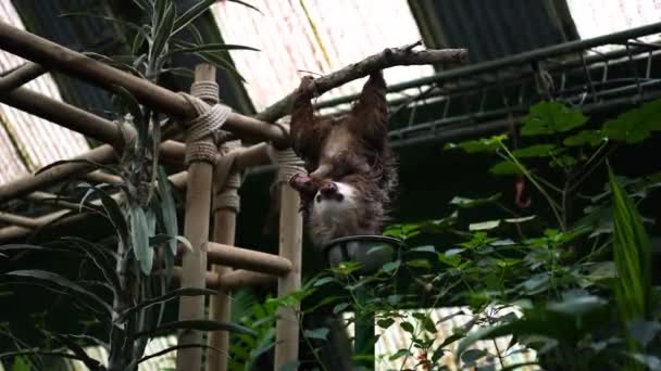 Sloth Opknoping Ondersteboven Van Tak Eten Voedsel Heiligdom — Stockvideo