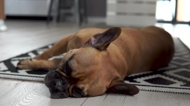 Sömnig Inhemsk Fransk Bulldogg Liggande Matta Vardagsrummet Närbild — Stockvideo