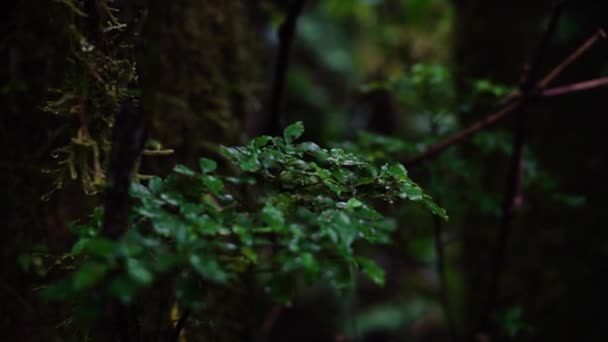 Focused Close Wet Fresh Little Leaves Branch Rainforest Tree — Stock Video