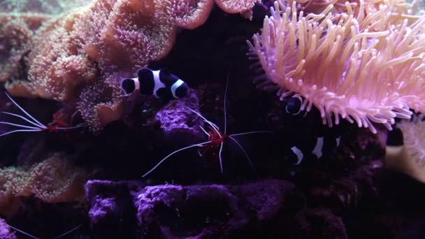 Pez Payaso Negro Explorando Corales Acantilados Fondo Del Acuario — Vídeos de Stock