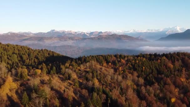 Дронний Постріл Переміщення Вперед Барвистого Осіннього Лісу Засніженими Горами Задньому — стокове відео