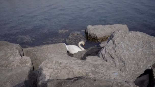 在岩石海滩近岸水域中的天鹅 加拿大安大略湖水域中的白天鹅清洁 多伦多观察白天鹅洗脸和水中喙的鸟类 — 图库视频影像