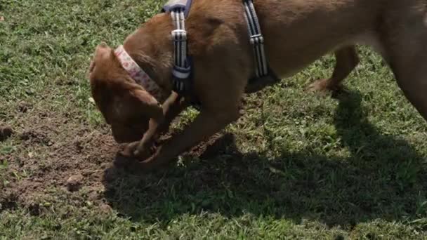 Brązowy Pies Kopie Dziurę Ziemi Mocno — Wideo stockowe