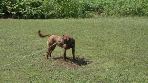 Brauner Hund Gräbt Ein Loch Den Boden — Stockvideo