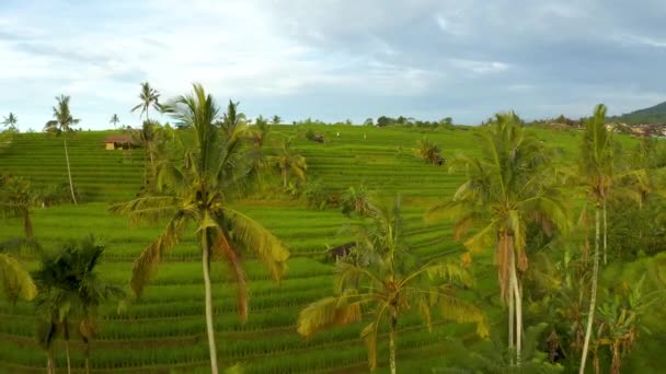 Εναέρια Τομέα Του Ρυζιού Jatiluwih Ταράτσες Ρυζιού Unesco Παγκόσμια Κληρονομιά — Αρχείο Βίντεο