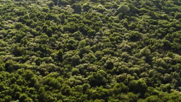 Vegetação Costeira Verdejante Oostvoorne Países Baixos Vista Aérea — Vídeo de Stock