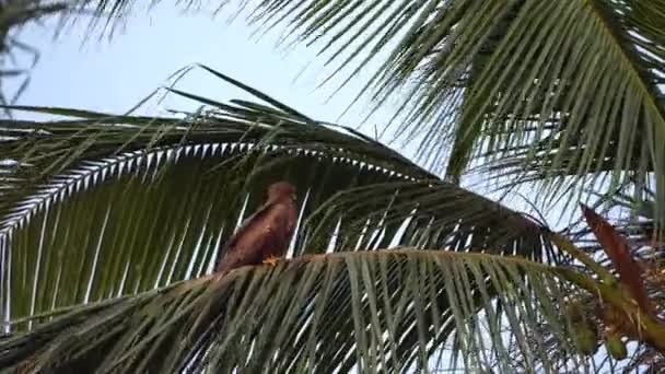 Kartal Hindistan Cevizi Ağacının Dalında Oturuyor Yakın Plan — Stok video