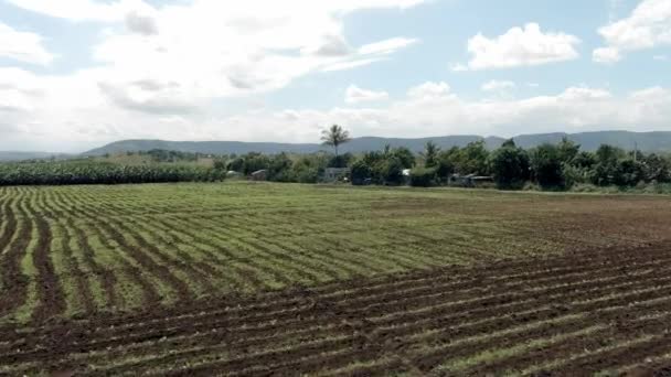 Aerial Forward Ascendent Field Tobacco Farm — Stock Video