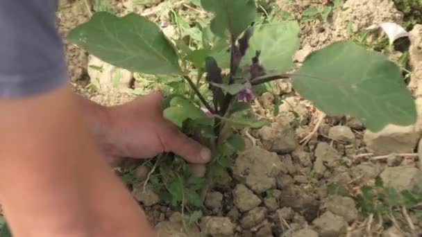 Primer Plano Una Mano Agricultor Macho Cuidando Una Pequeña Planta — Vídeos de Stock