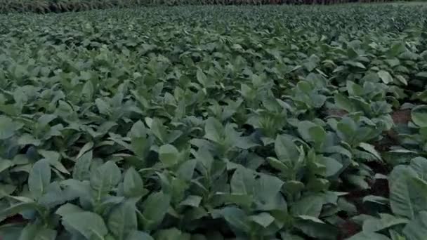 Drone Flying Green Tobacco Plants Aerial Forward Low Altitude — Stock Video