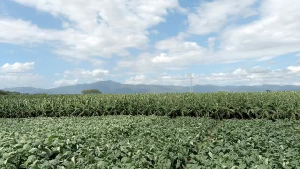 Plantación Tabaco Día Ventoso Aérea Hacia Los Lados — Vídeos de Stock