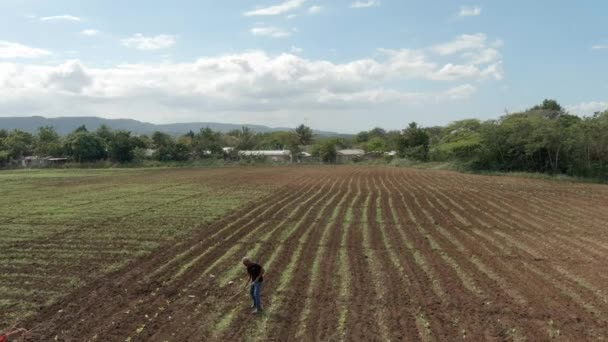 Farmer Pracujący Plantacji Tytoniu Dominikana Przód Powietrza — Wideo stockowe