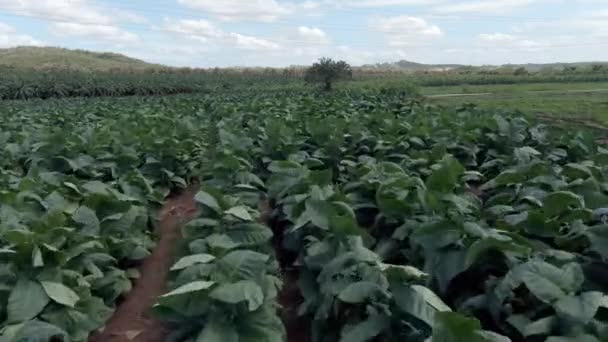 Tobacco Plants Moved Wind Aerial Forward Low Altitude — Vídeos de Stock