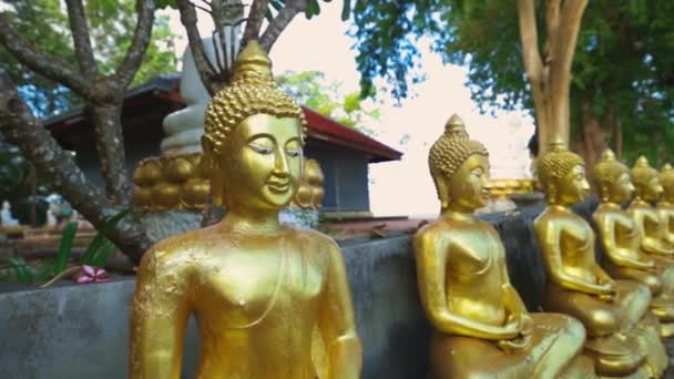 Golden Buddha Statues Buddhist Temple Koh Samui Thailand — Stock video