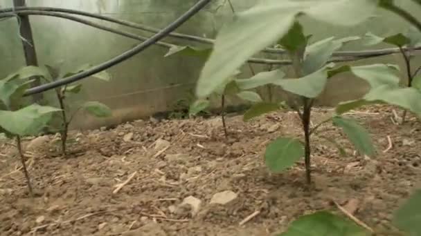 在温室 现代生态农业中种植有紫罗兰花的小茄子植物 — 图库视频影像