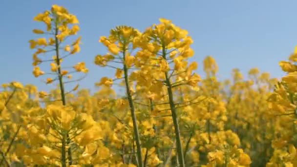 Krásné Kvetoucí Řepkové Kanolové Plodiny Zemědělské Plantáži Brassica Napus Kvetoucí — Stock video